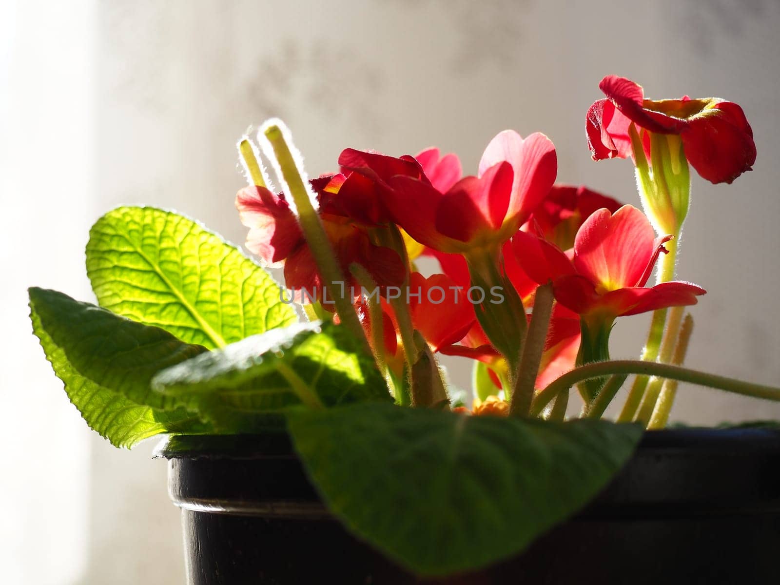 Primula, a genus of plants from the Primulaceae family of the Ericales order. Indoor floriculture as a hobby. Red bright flower with a yellow center. Lateral plan in the counterlight from the window