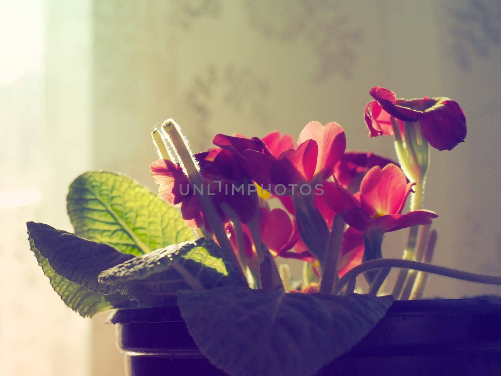 Primula, a genus of plants from the Primulaceae family of the Ericales order. Indoor floriculture as a hobby. Red bright flower with a yellow center. Lateral plan in the counterlight from the window