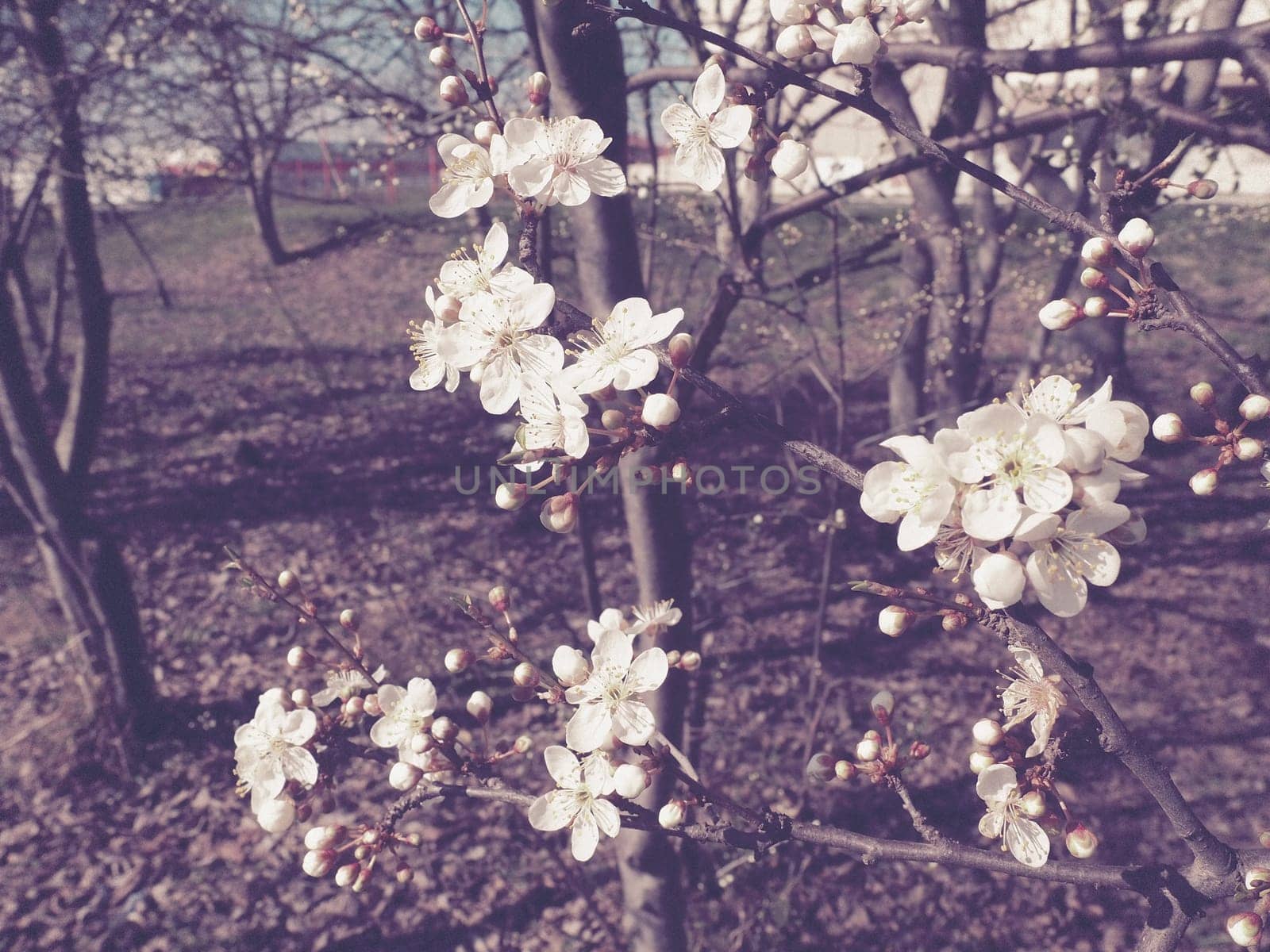 A tree blooming with white flowers. Cherry, apple, plum or sweet cherry in a flowering state. Delicate white petals. Postcard. Congratulations on the day of spring. Old film effect. Pink shade.