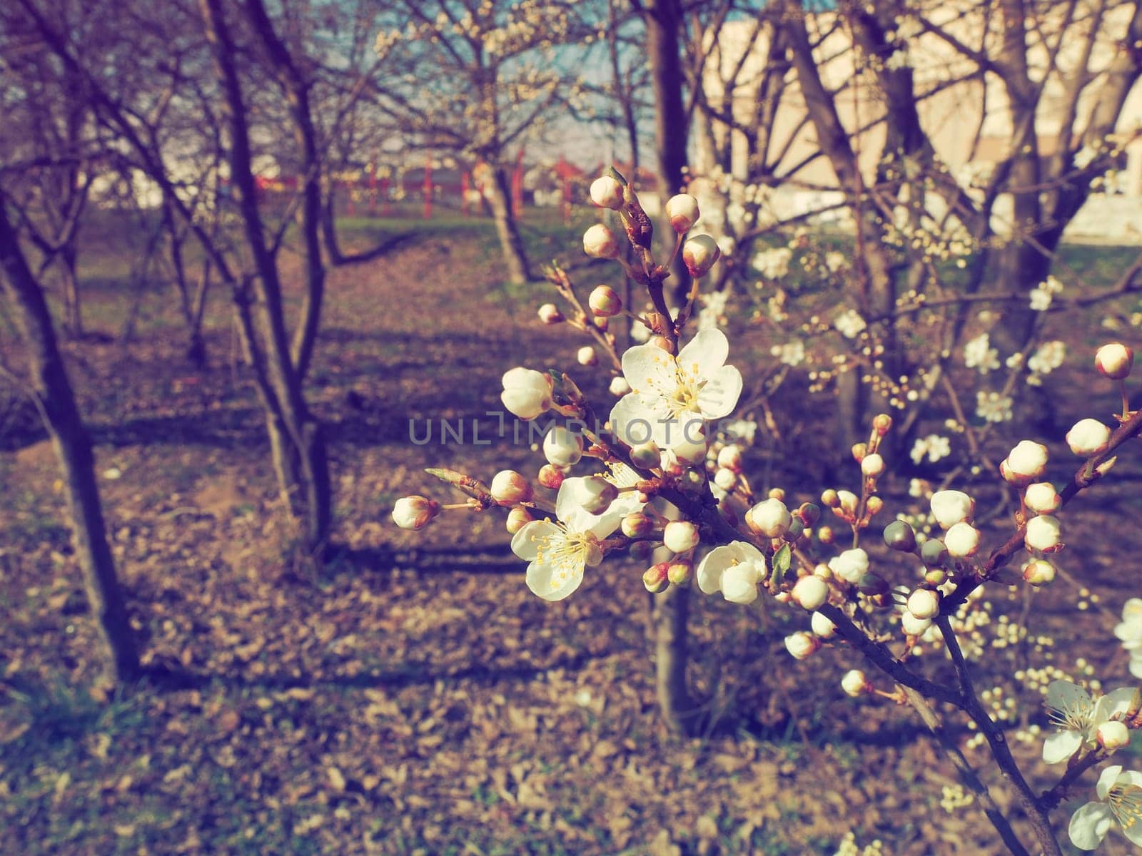 A tree blooming with white flowers. Cherry, apple, plum or sweet cherry in a flowering state. Delicate white petals. Postcard. Congratulations on the day of spring. Old film effect. Pink shade.