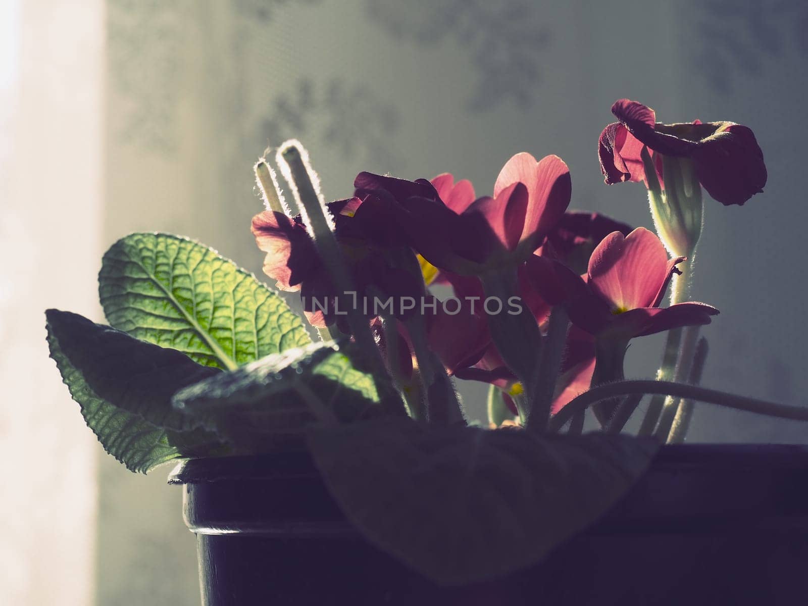 Primula, a genus of plants from the Primulaceae family of the Ericales order. Indoor floriculture as a hobby. Red bright flower with a yellow center. Lateral plan in the counterlight from the window