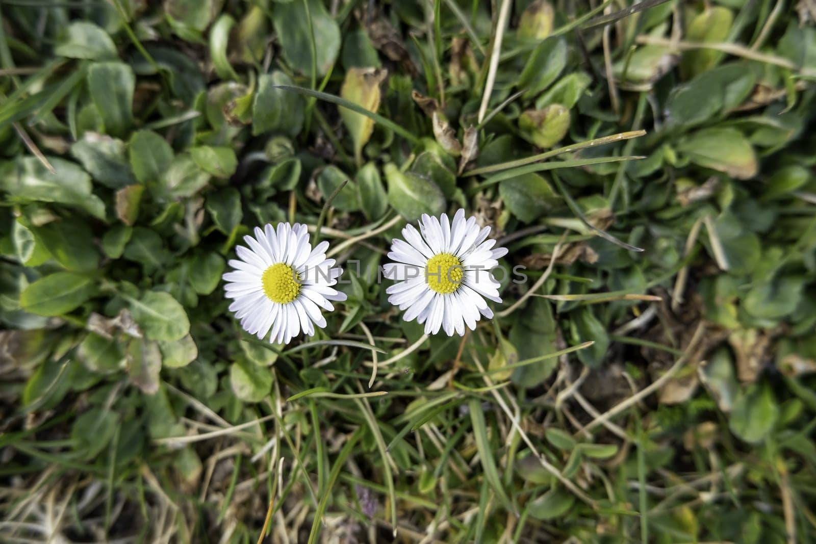 Detail of wild flowers in the environment, natural and healthy life