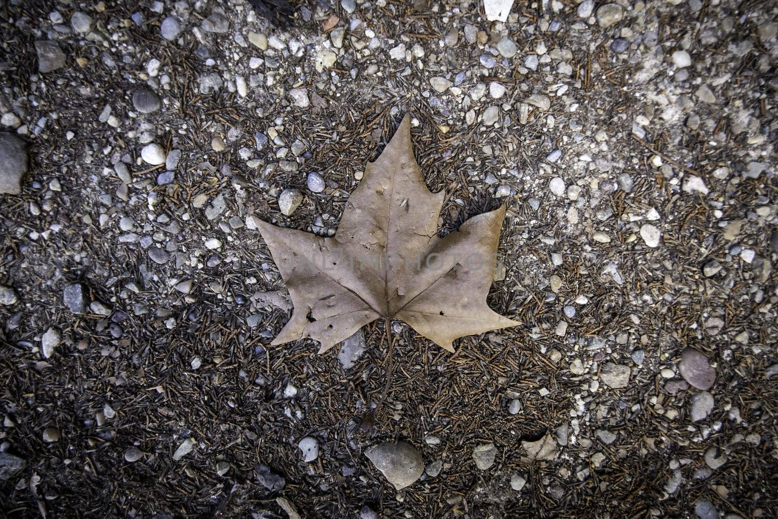 Detail of fall of leaves in autumn, cold and change of season