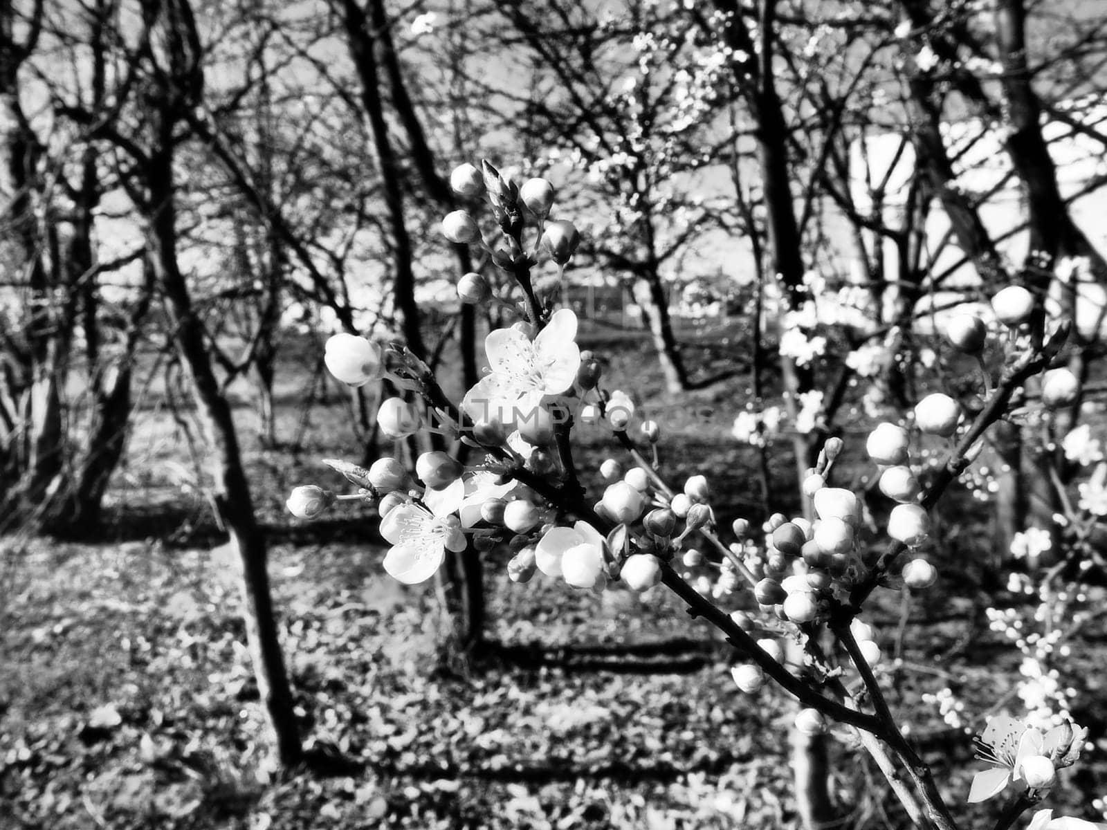 A tree blooming with white flowers. Cherry, apple, plum or sweet cherry in a flowering state. Delicate white petals. Postcard. Congratulations on the day of spring, happy mothers day. Black and white photo