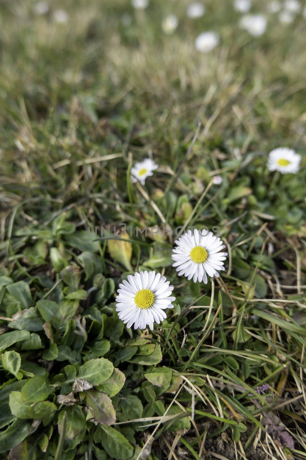 Detail of wild flowers in the environment, natural and healthy life