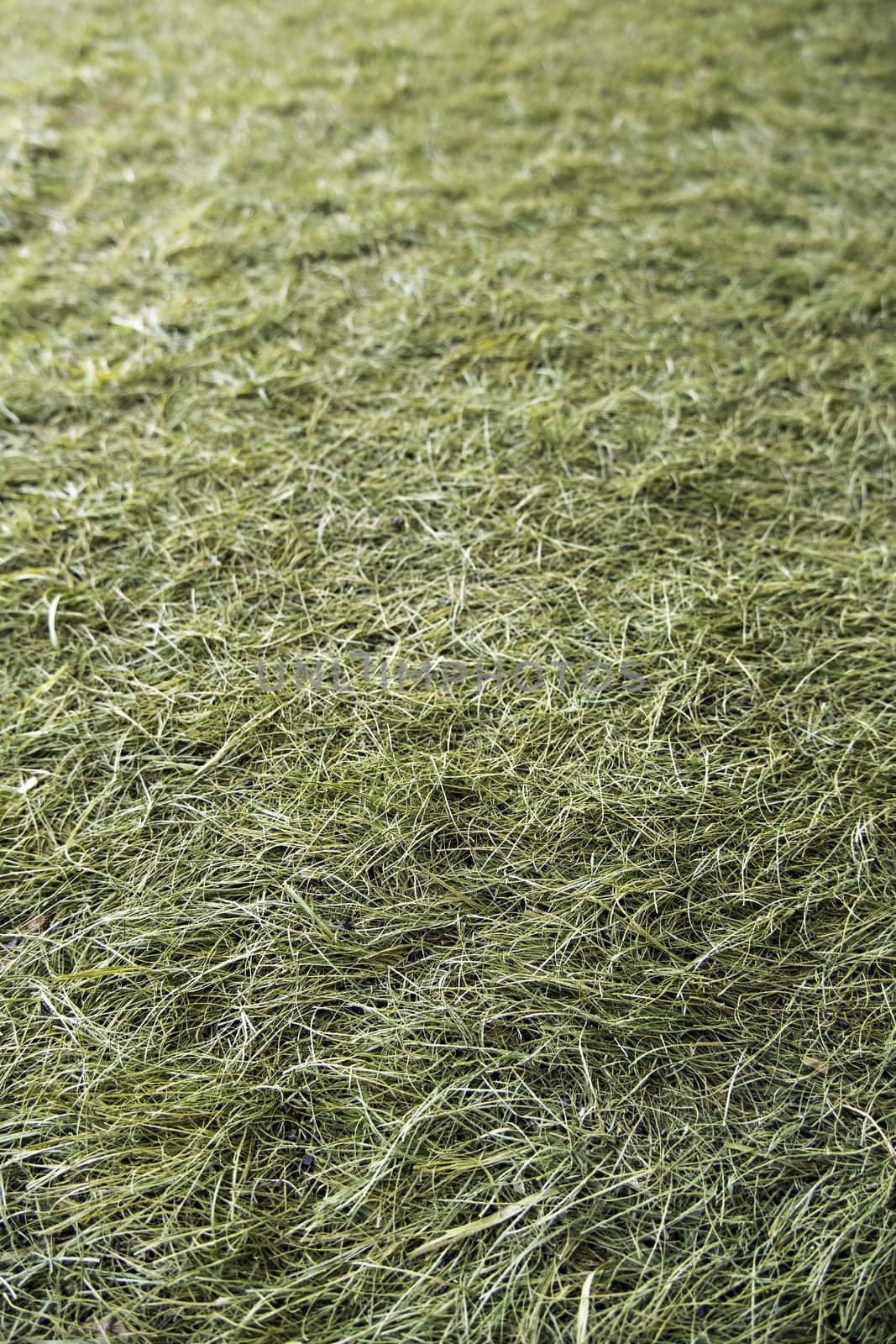 Soccer field detail, competition and rivalry, elite sport