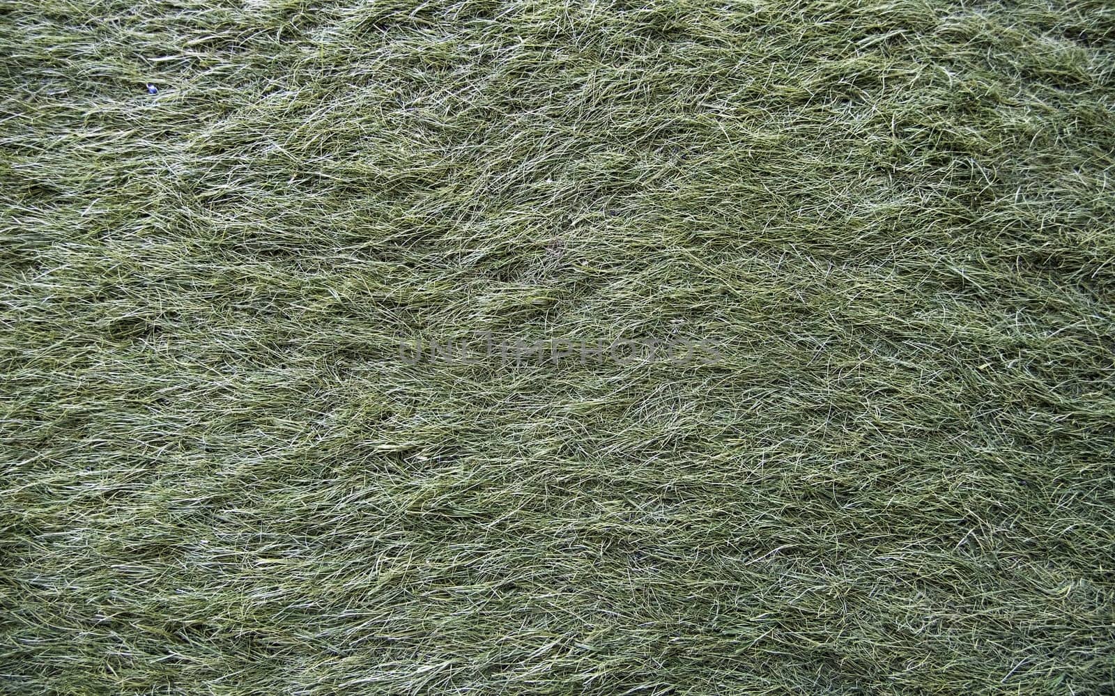 Soccer field detail, competition and rivalry, elite sport