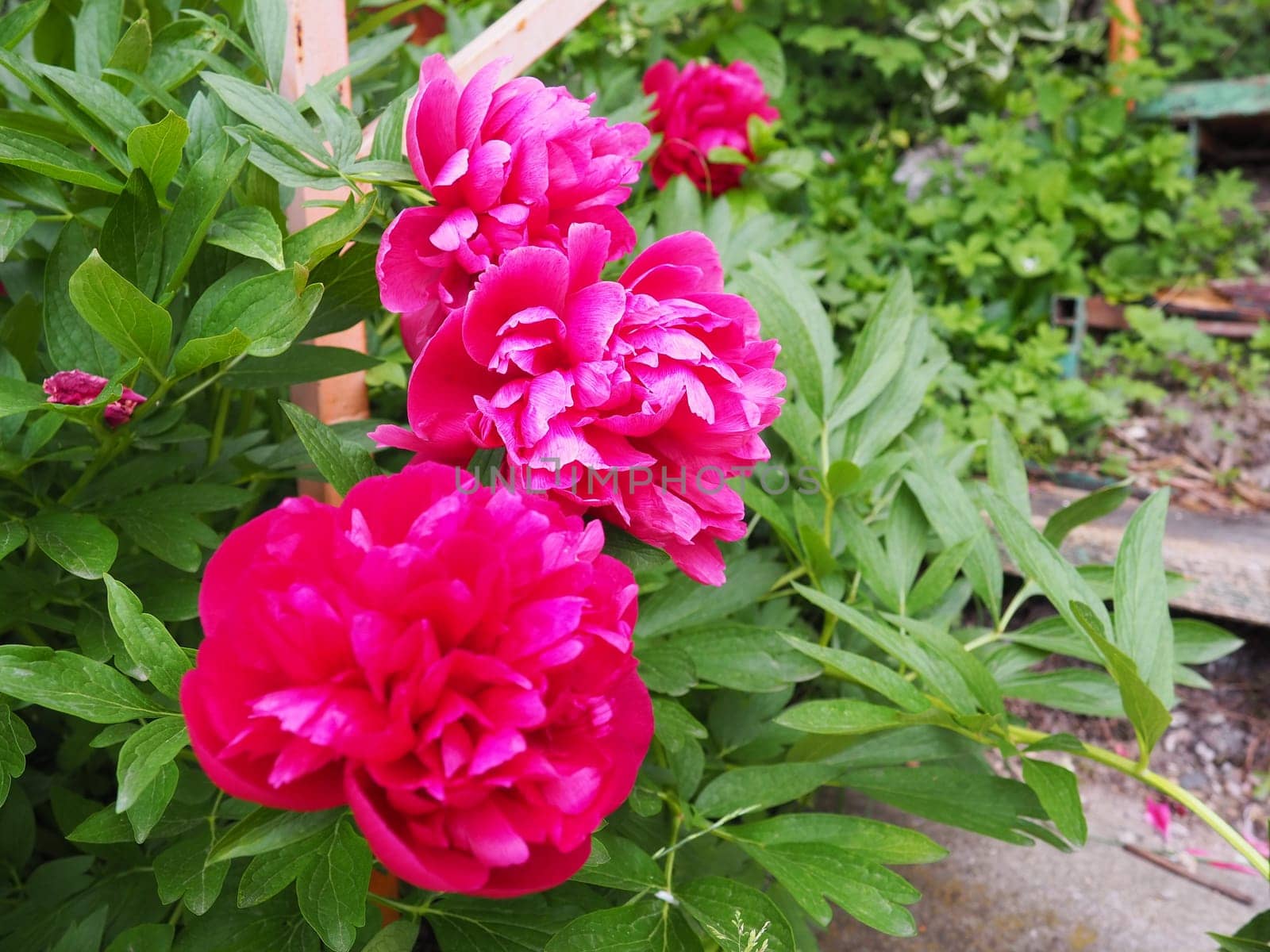 Red-pink peonies. Beautiful large peony flowers against a background of green foliage and grass. Floristics, floriculture and gardening as a hobby.