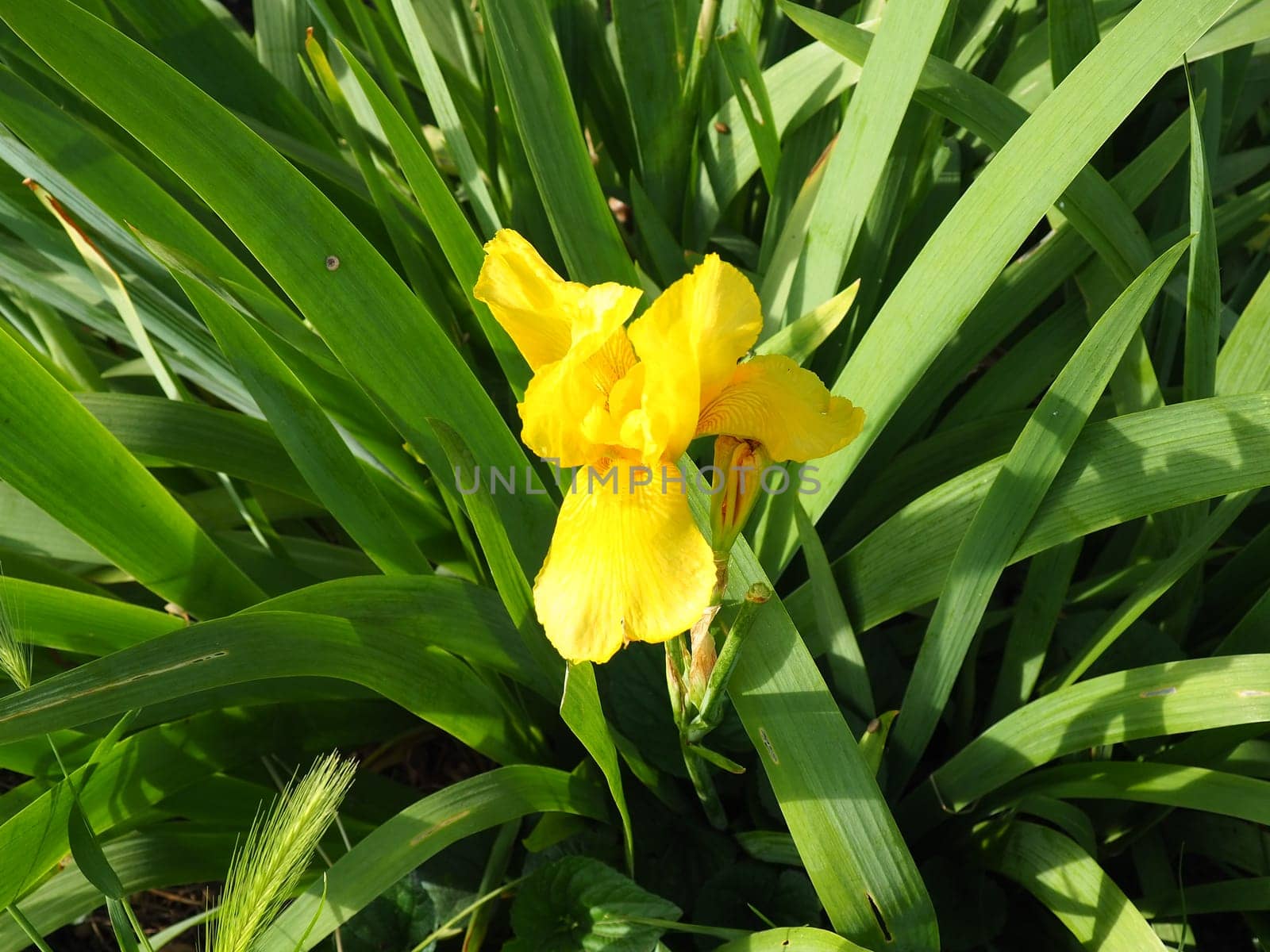 Iris, a genus of perennial rhizome plants of the Iris family. An ornamental herb with large bright flowers. Graceful delicate flower of yellow color with orange veins. Green leaves in the background.