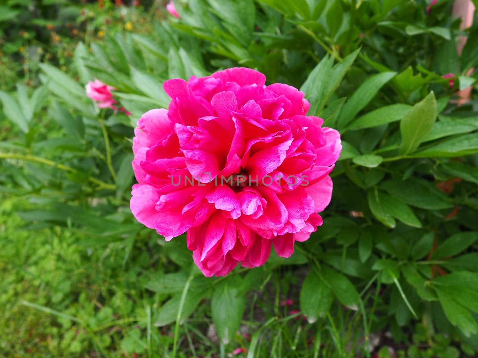 Red-pink peonies. Beautiful large peony flowers against a background of green foliage and grass. Floristics, floriculture and gardening as a hobby.