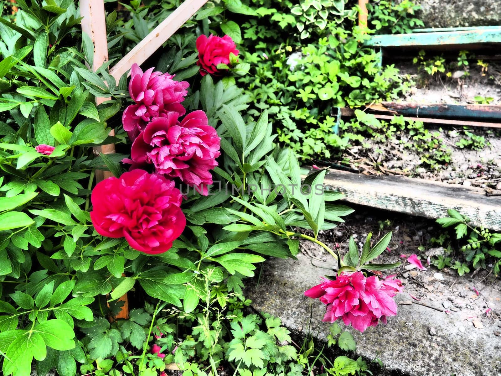 Red-pink peonies. Beautiful large peony flowers against a background of green foliage and grass. Floristics, floriculture and gardening as a hobby. Wooden stairs in the background.