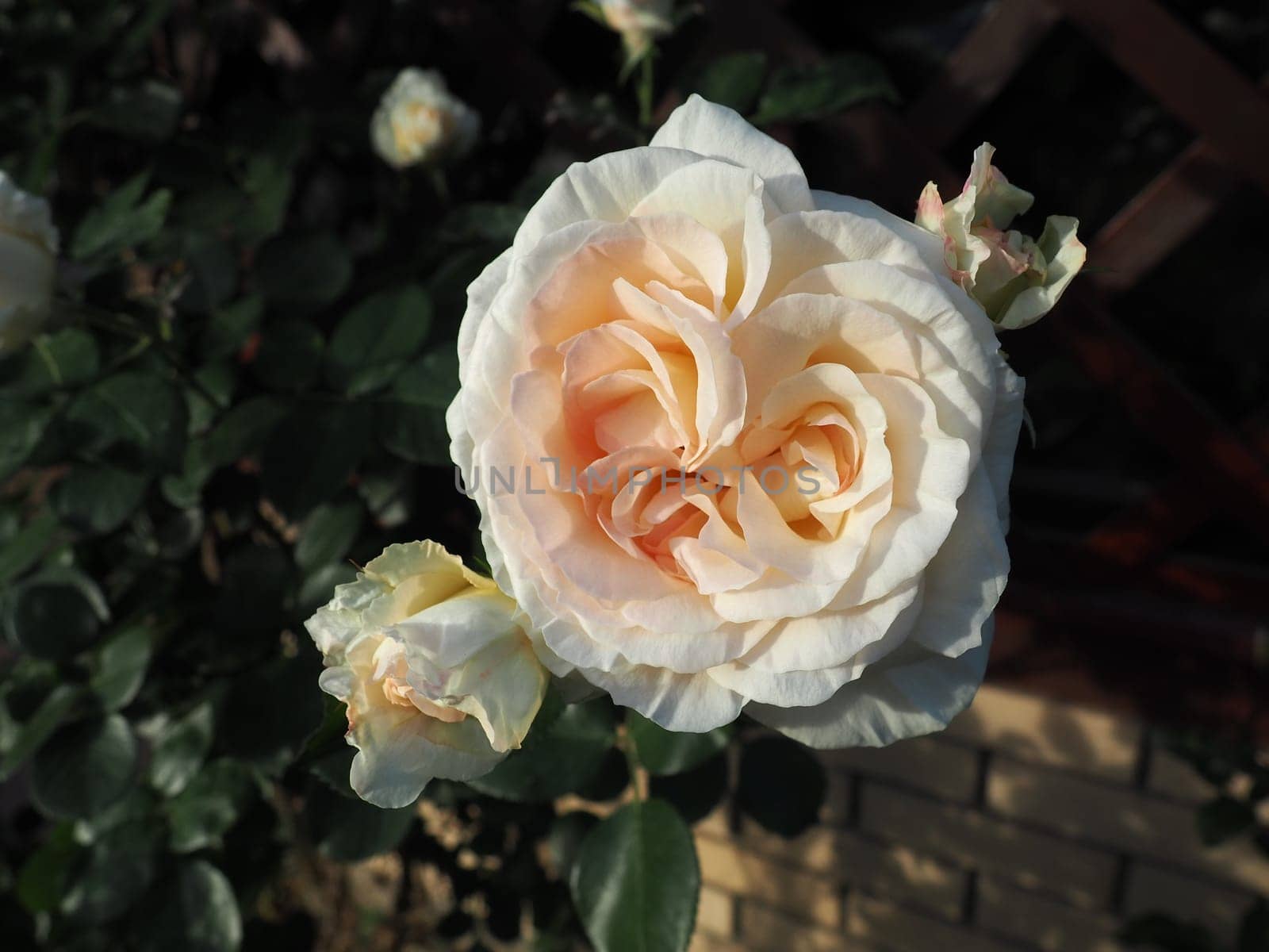beautiful large double roses in the garden against the background of green leaves and a wooden lattice. Decoration of the garden, garden and lawn. Floriculture, horticulture, botany and agriculture.