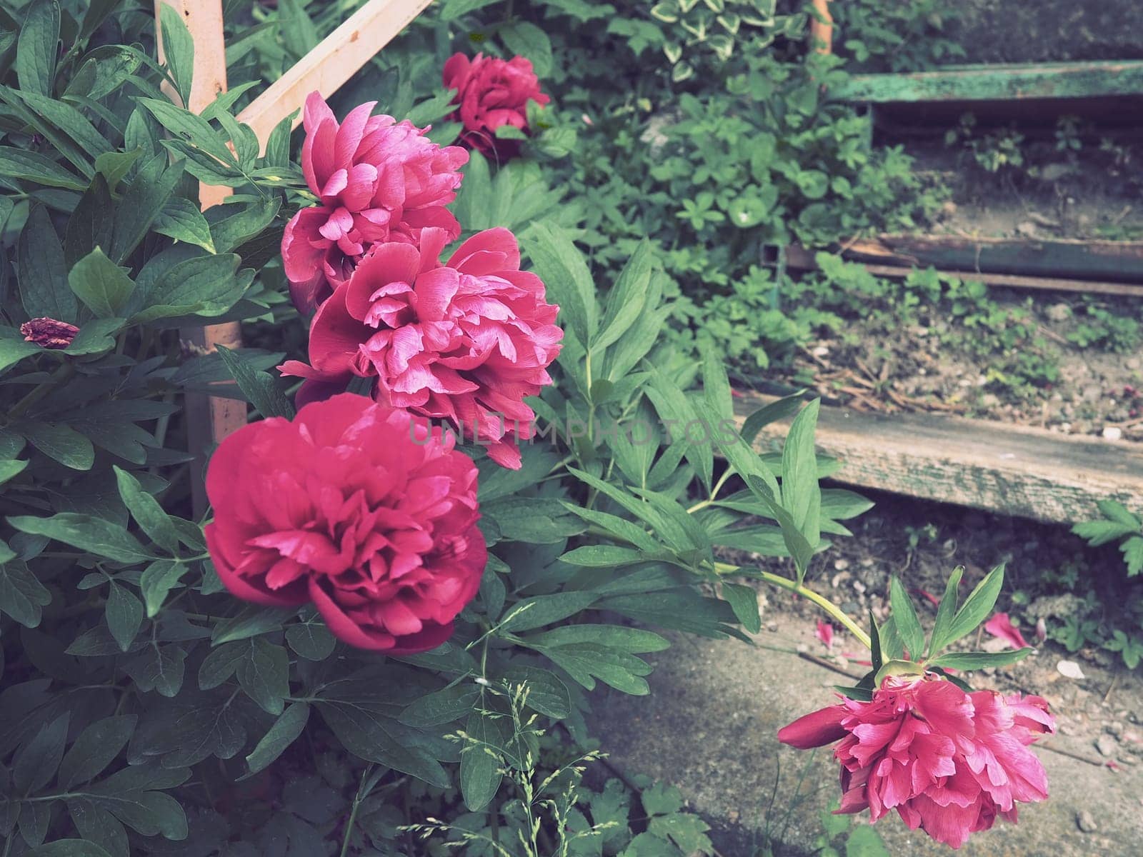 Red-pink peonies. Beautiful large peony flowers against a background of green foliage and grass. Floristics, floriculture and gardening as a hobby. Wooden stairs in the background.