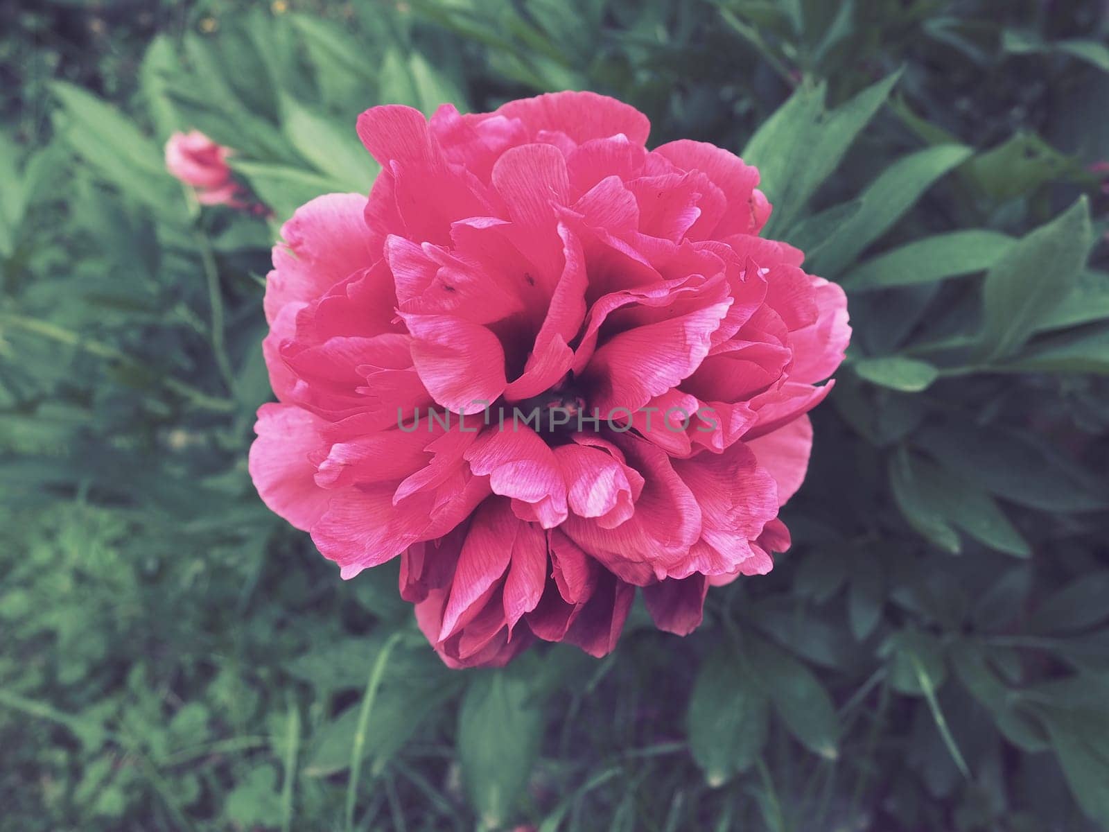 Red-pink peonies. Beautiful large peony flowers against a background of green foliage and grass. Floristics, floriculture and gardening as a hobby.