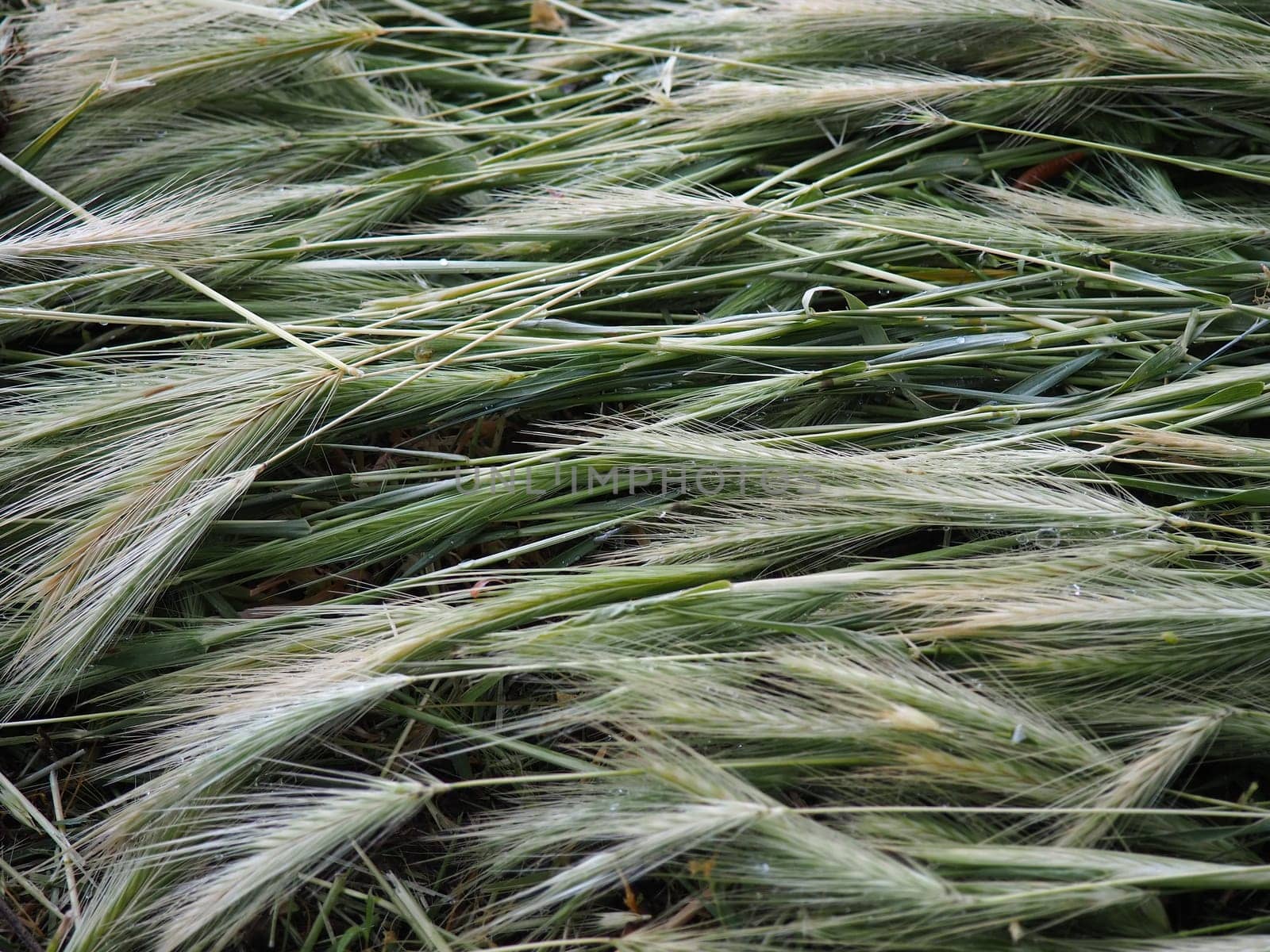 Ears of ripe wheat or cereal plant. Seeds on the stem and ear. Natural calm background. Loss of wheat crop, many ears of ripe grains lie on the ground after wind and rain. Rustic lifestyle theme.
