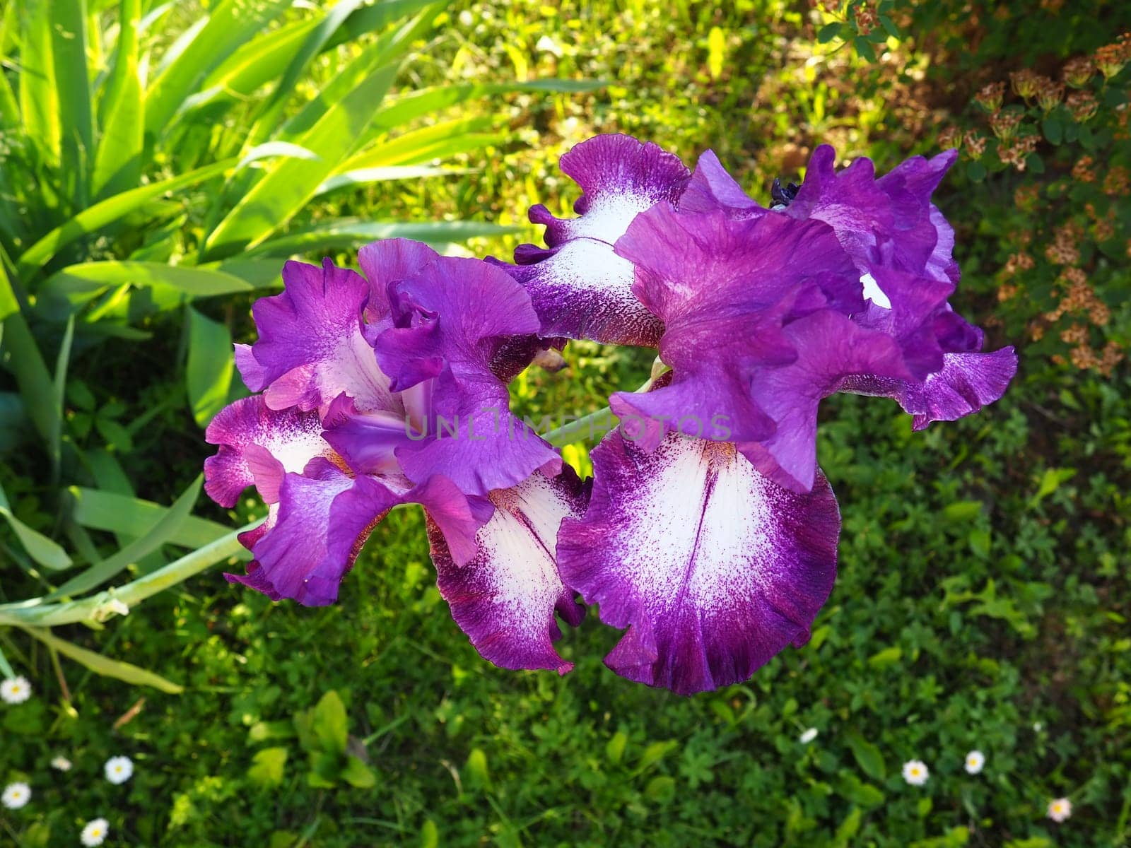 Beautiful colorful iris flowers close-up. Violet flowers in the summer. Two dainty beautiful flowers on one stem. Green leaves. Botany, plant growing, floriculture and gardening.