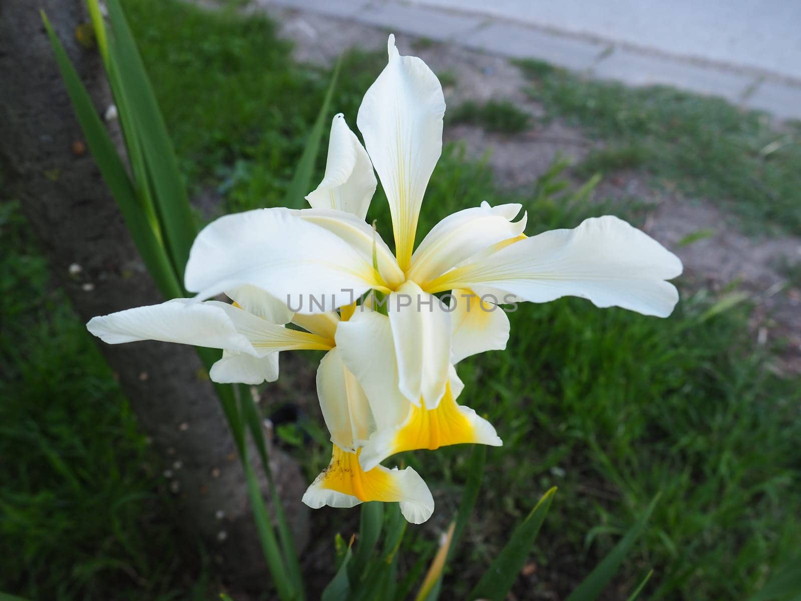 Iris is a genus of perennial rhizome plants of the Iris family. An ornamental herb with large bright flowers. Graceful delicate flower of white color with yellow veins. Green leaves in the background.