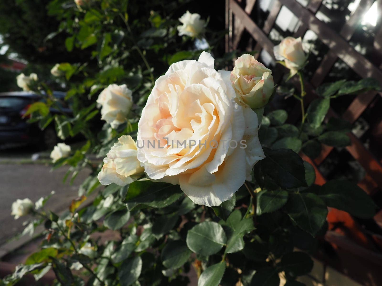 beautiful large double roses in the garden against the background of green leaves and a wooden lattice. Decoration of the garden, garden and lawn. Floriculture, horticulture, botany and agriculture.