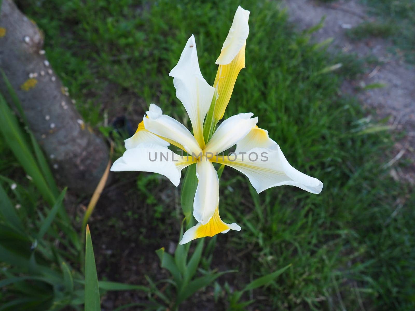 Iris is a genus of perennial rhizome plants of the Iris family. An ornamental herb with large bright flowers. Graceful delicate flower of white color with yellow veins. Green leaves in the background.