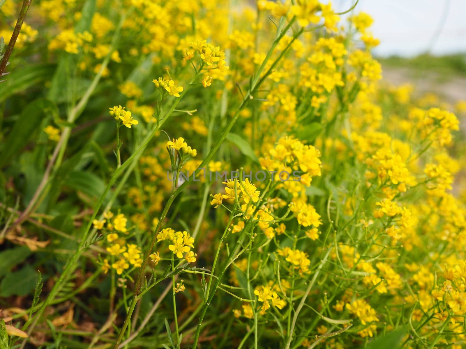 Yellow field rapeseed in bloom. Rape or colza Brassica napus is a species of herbaceous plants of the Cabbage genus of the Cabbage or Cruciferous Brassicaceae family. Important oilseed crop.