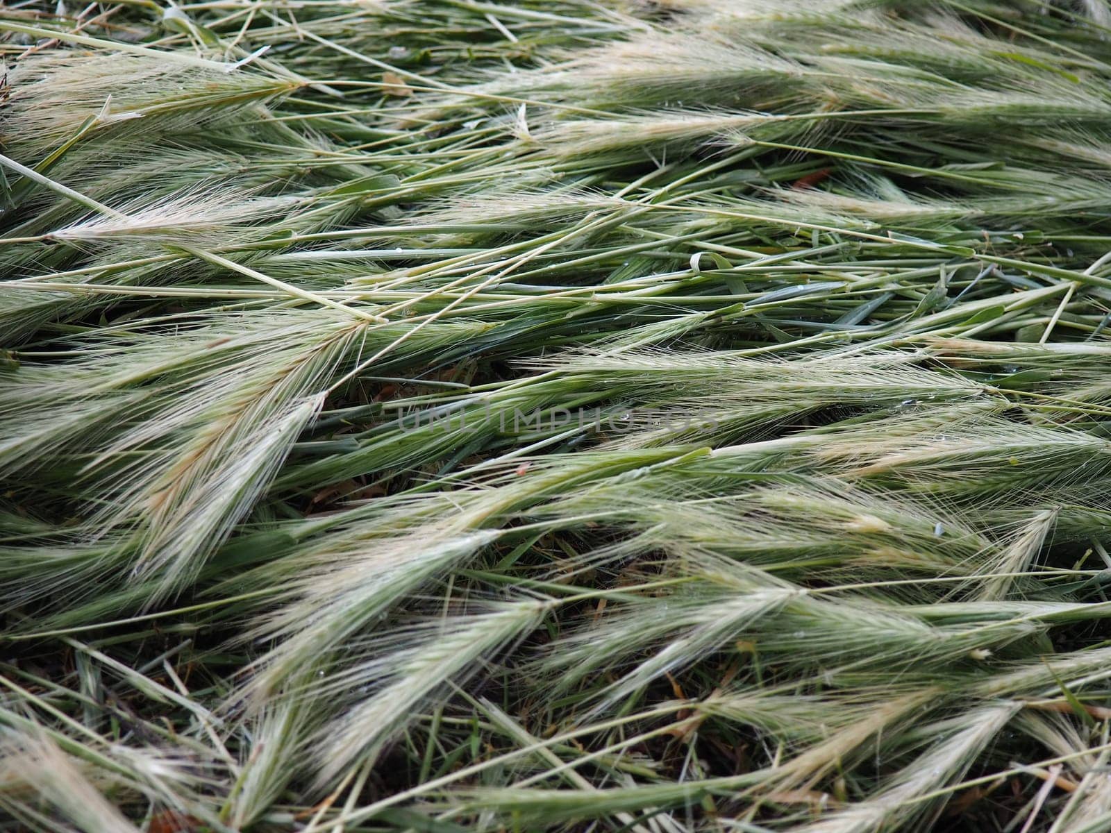 Ears of ripe wheat or cereal plant. Seeds on the stem and ear. Natural calm background. Loss of wheat crop, many ears of ripe grains lie on the ground after wind and rain. Rustic lifestyle theme.