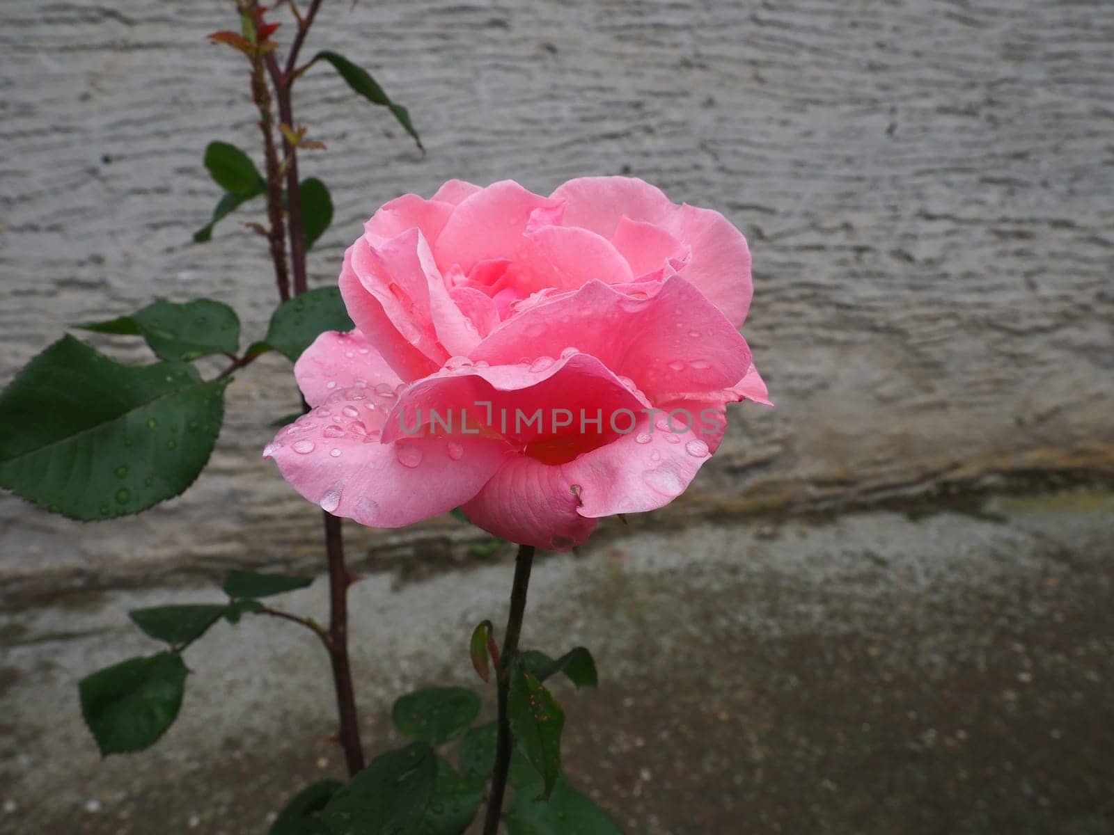 Blooming romantic fresh rouge rose. Pink and crimson roses bloom in the garden. Petals with water drops.