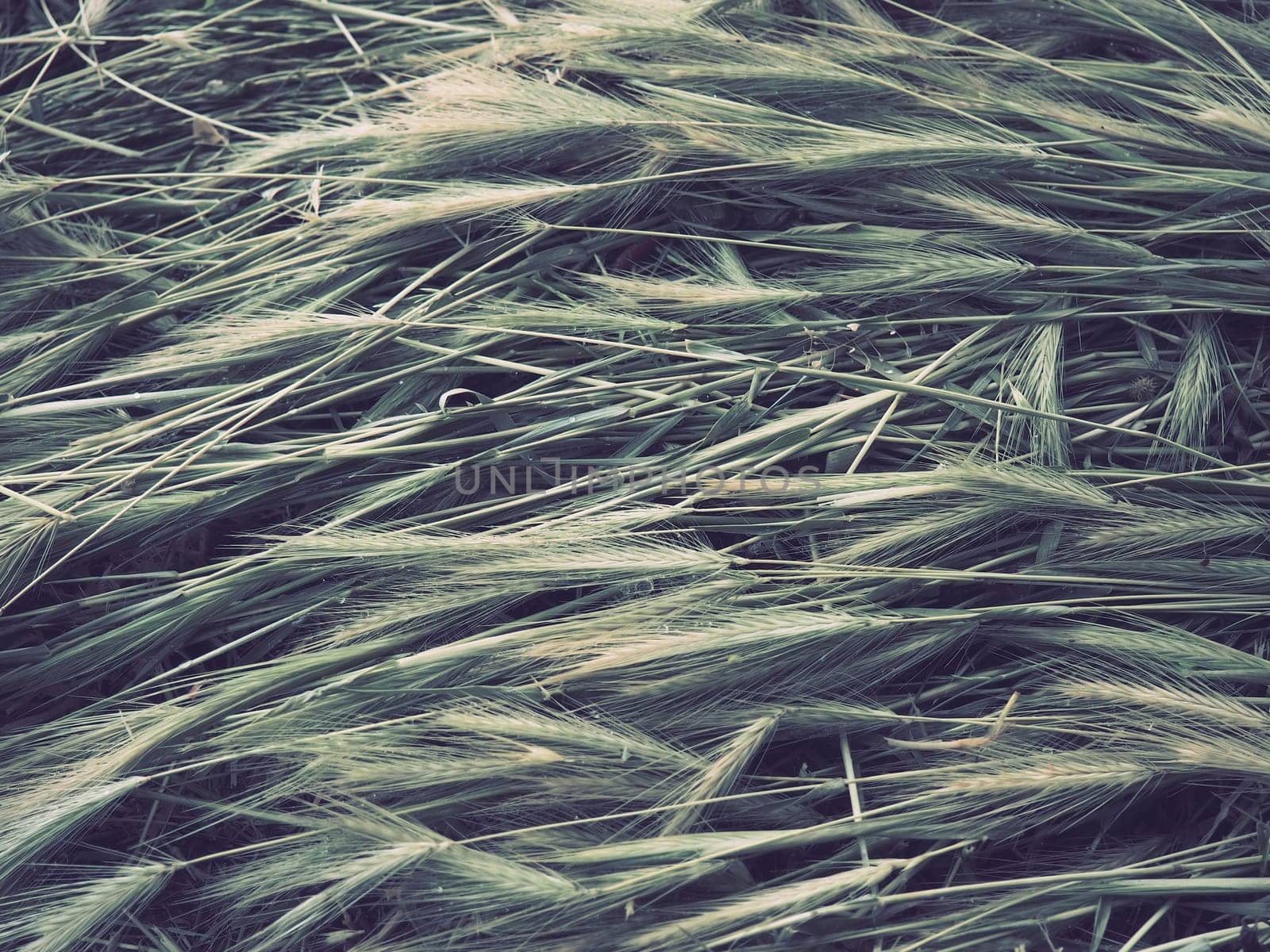 Ears of ripe wheat or cereal plant. Seeds on the stem and ear. Natural calm background. Loss of wheat crop, many ears of ripe grains lie on the ground after wind and rain. Rustic lifestyle theme.