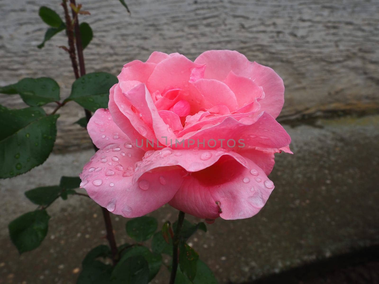 Blooming romantic fresh rouge rose. Pink and crimson roses bloom in the garden. Petals with water drops.