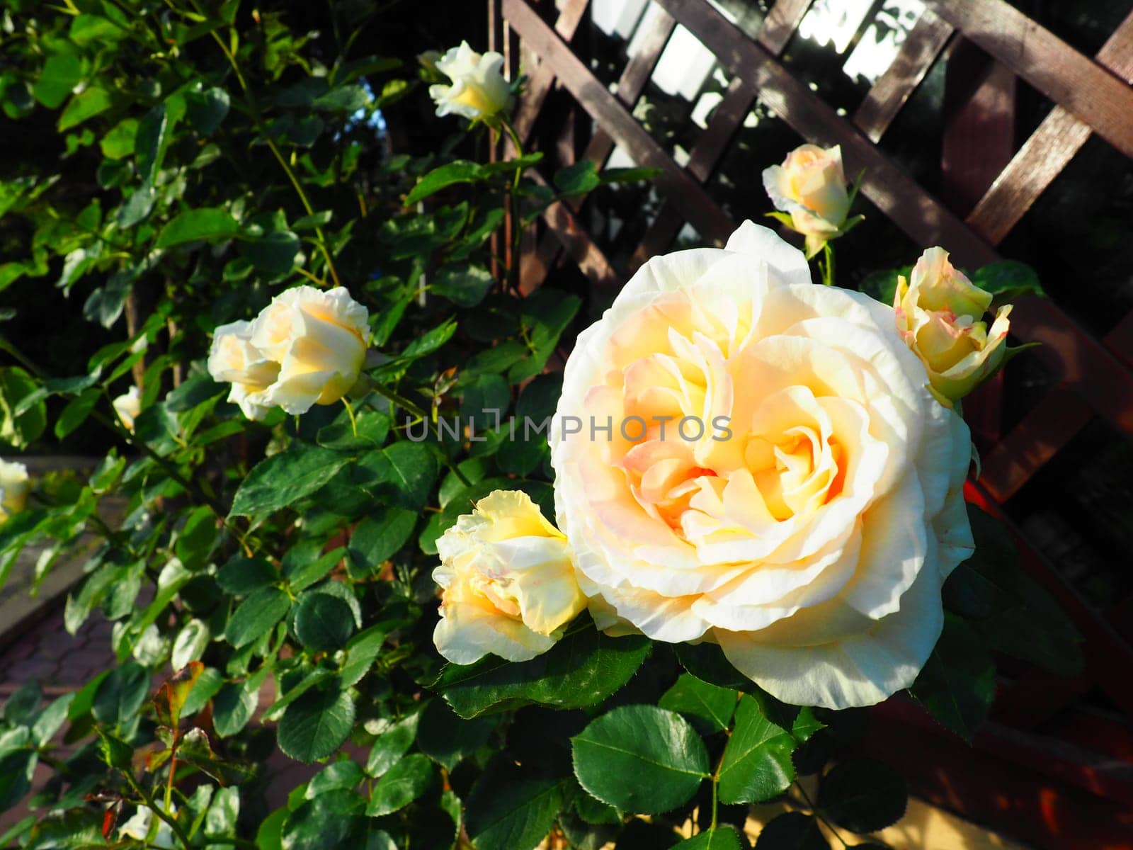 beautiful large double roses in the garden against the background of green leaves and a wooden lattice. Decoration of the garden, garden and lawn. Floriculture, horticulture, botany and agriculture.