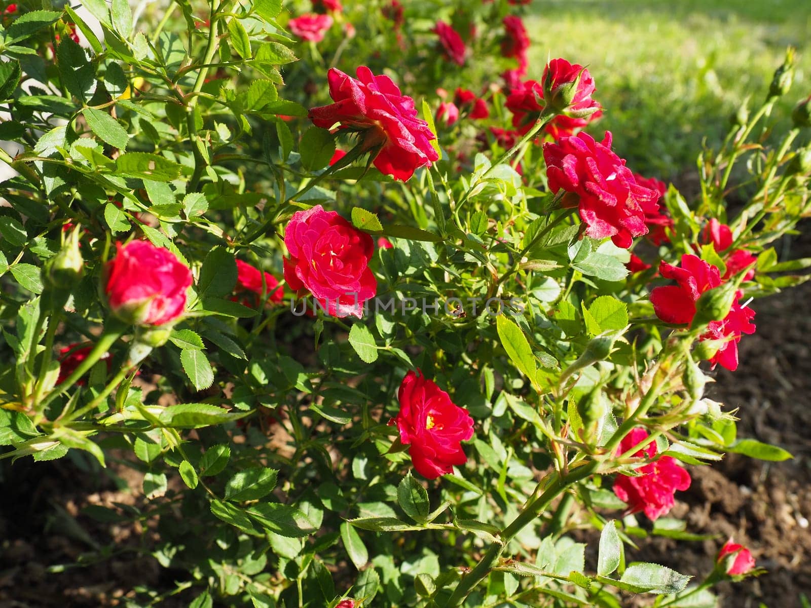red roses bushes. many small red roses on bushes