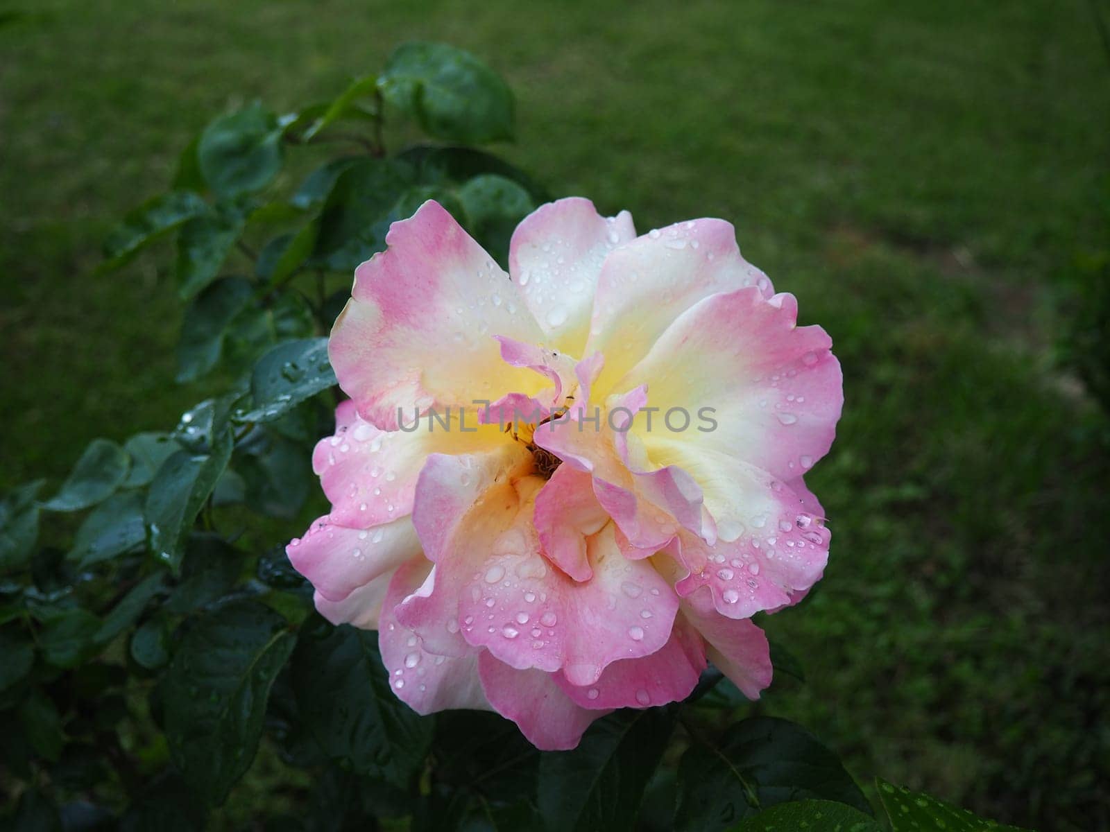 Blooming romantic fresh rouge rose. Pink rose bloom in the garden. Petals with water drops. Green leaves in the background.