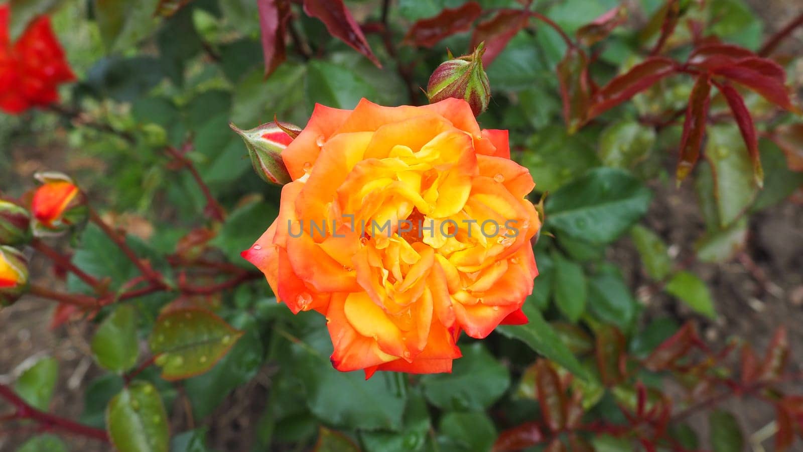 yellow rose in the garden. Yellow, white nuances in the color of the petals. Green leaves in the background. Soft focus.