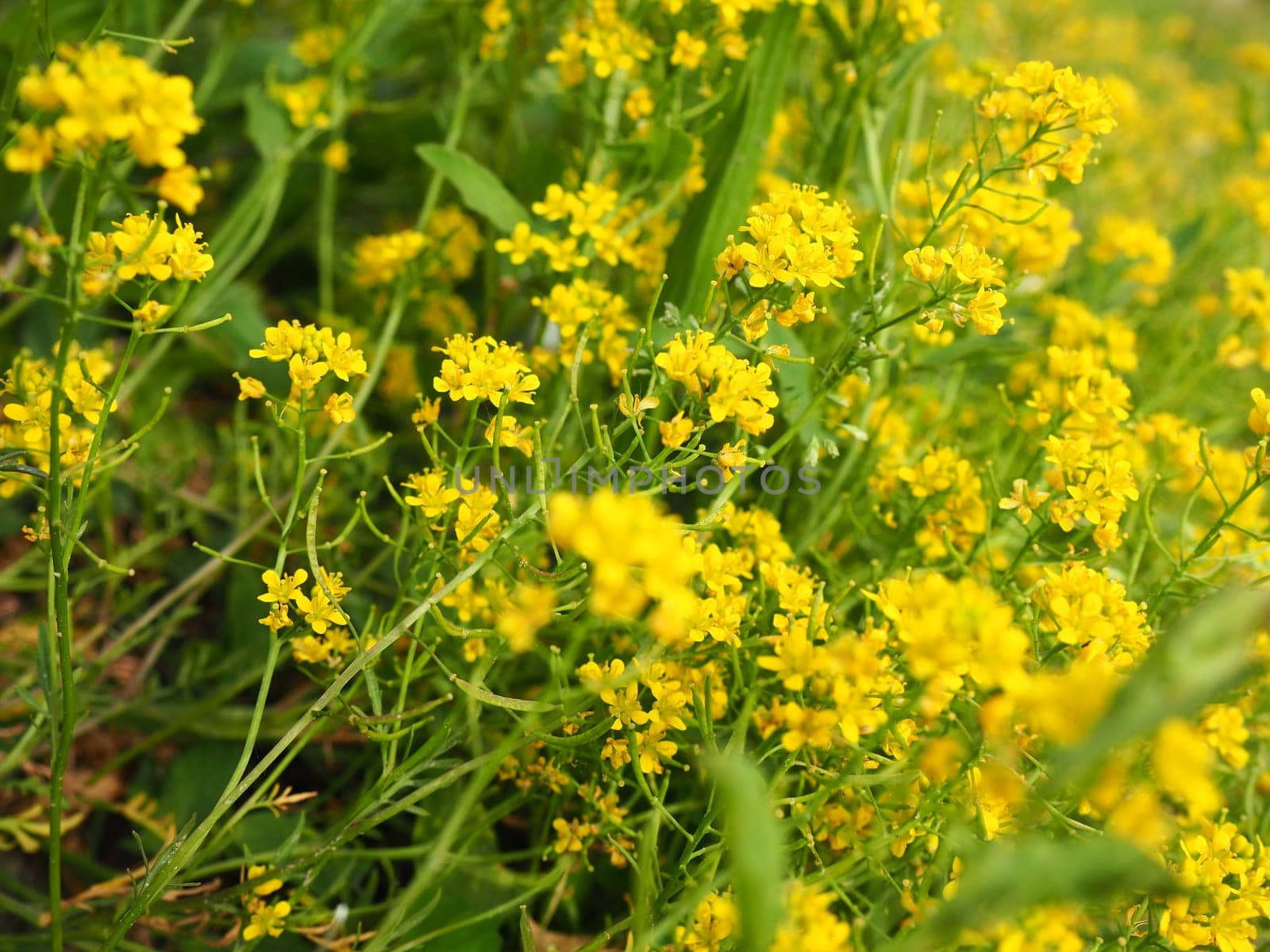 Yellow field rapeseed in bloom. Rape or colza Brassica napus is a species of herbaceous plants of the Cabbage genus of the Cabbage or Cruciferous Brassicaceae family. Important oilseed crop.