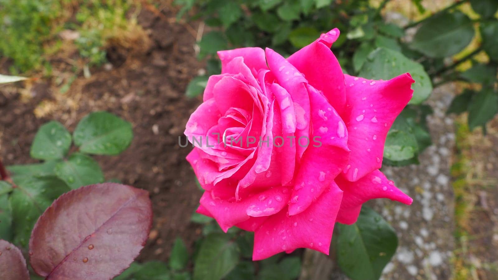 Blooming romantic fresh rouge rose. Pink and crimson roses bloom in the garden. Petals with water drops.