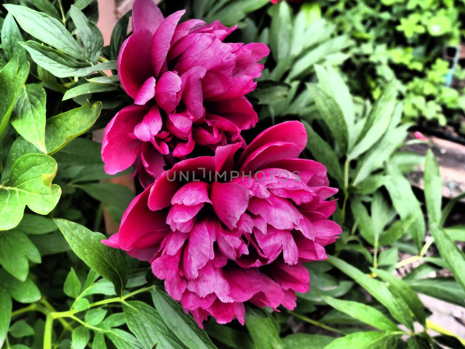 Red-pink peonies. Beautiful large peony flowers against a background of green foliage and grass. Floristics, floriculture and gardening as a hobby.