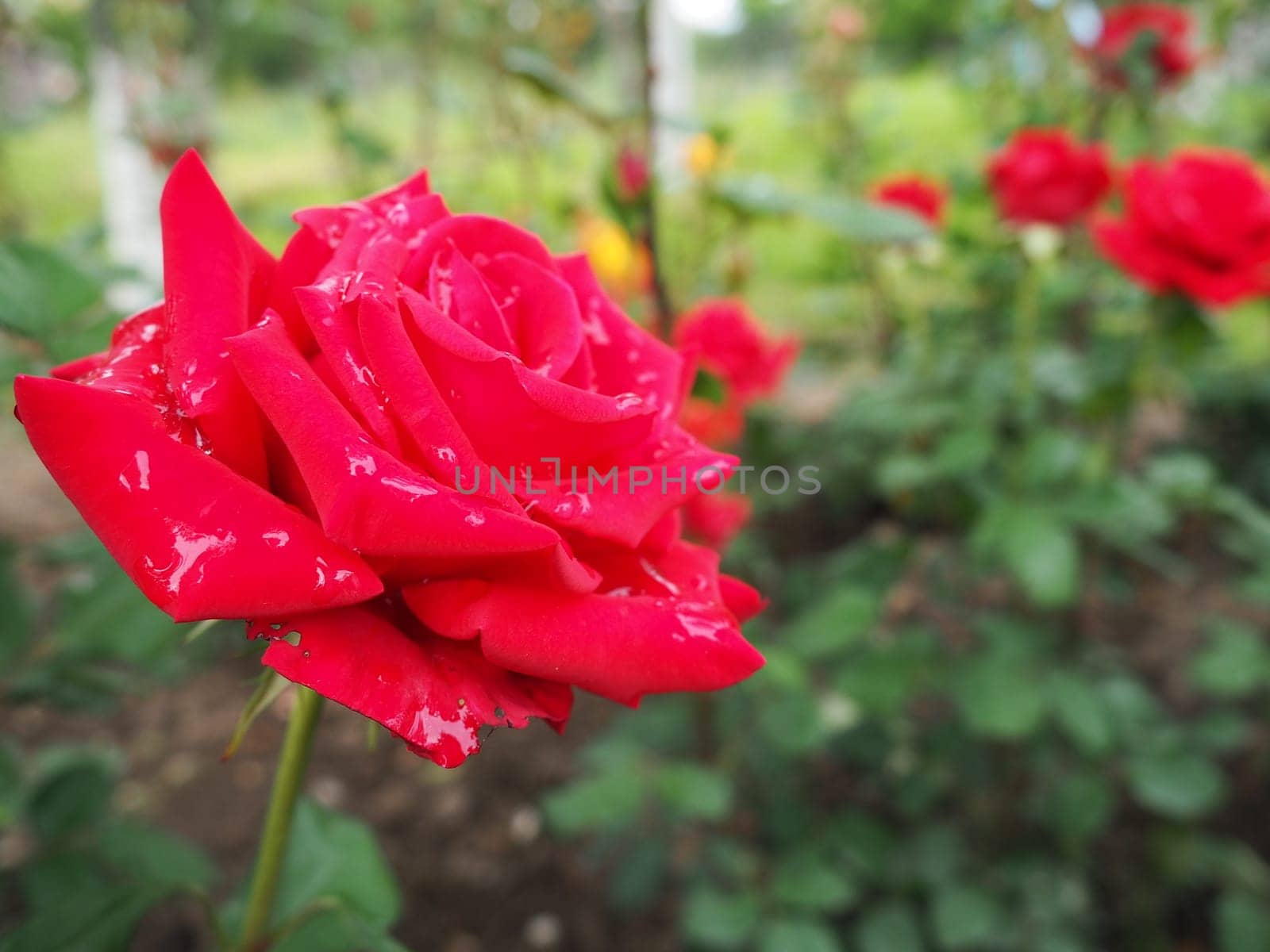 Blooming romantic fresh rouge rose. Pink and crimson roses bloom in the garden. Petals with water drops.
