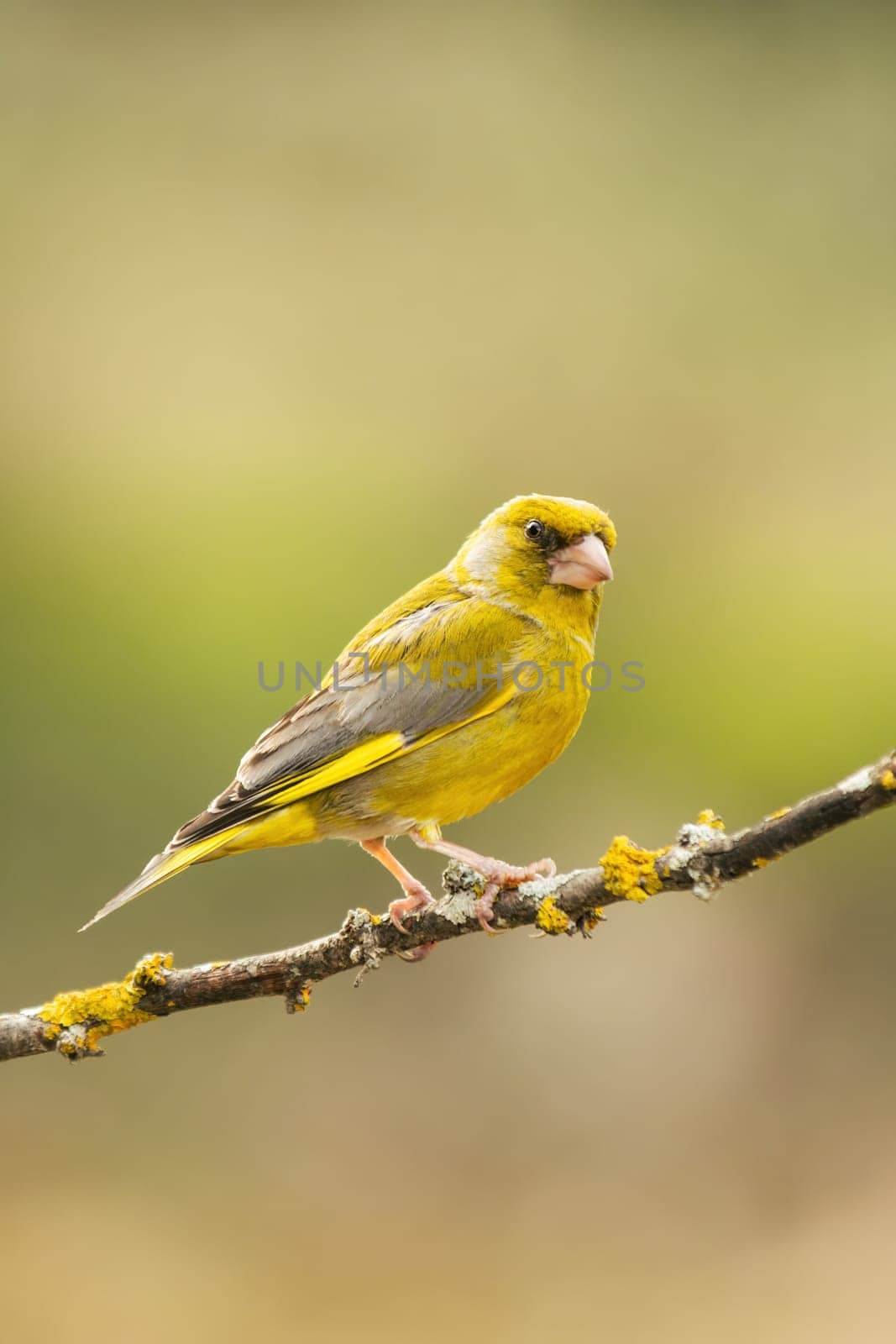 European Greenfinch-The European Greenfinch, or just Greenfinch (Carduelis chloris), is a small passerine bird in the finch family Fringillidae.