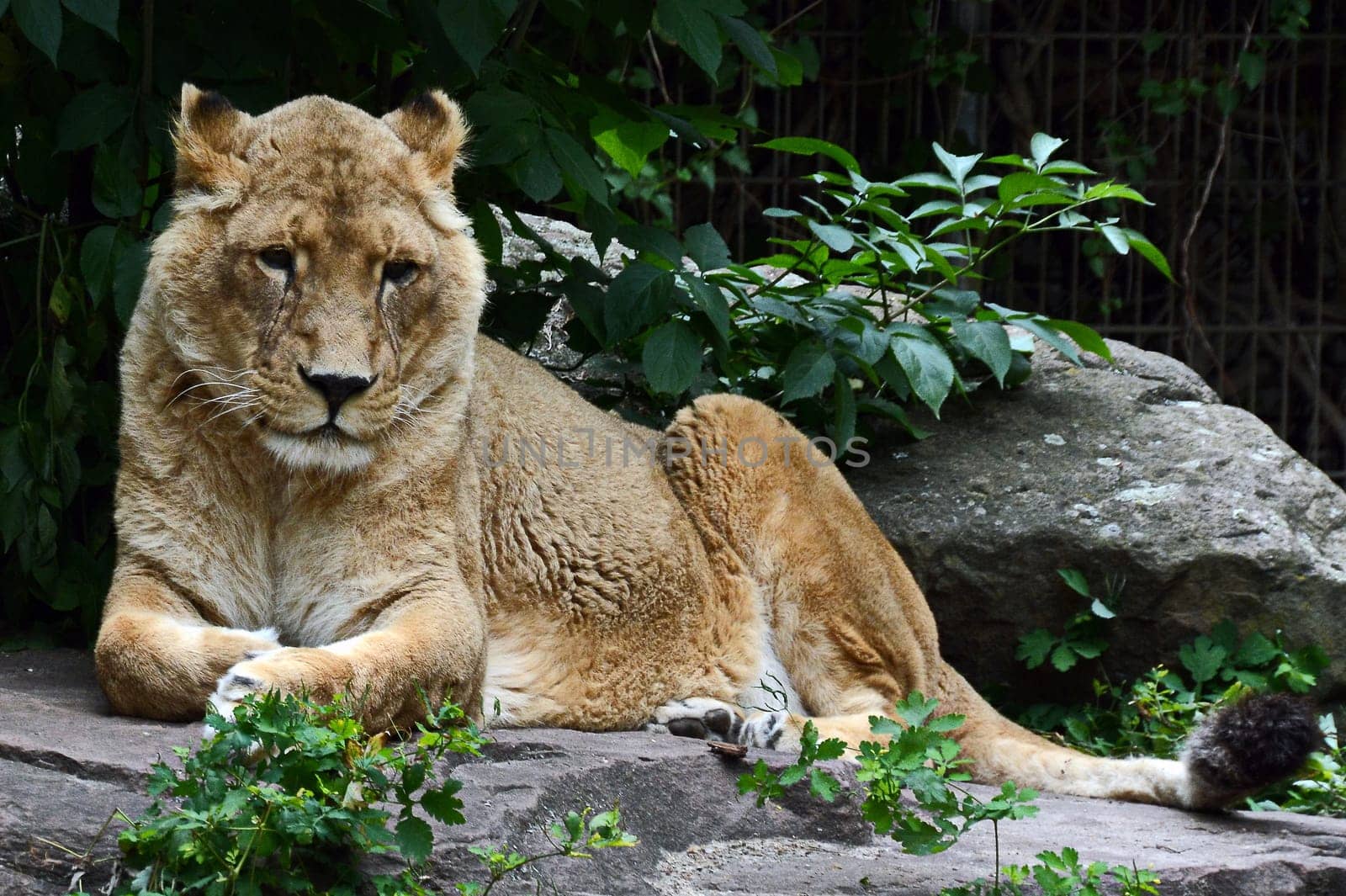 Lioness