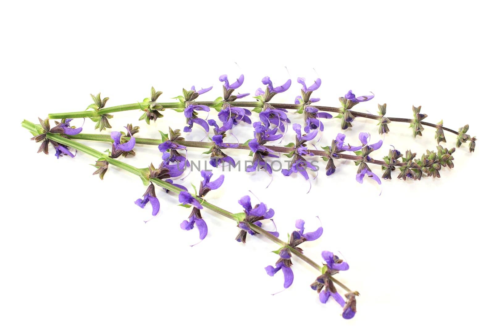 blue sage flowers against a bright background