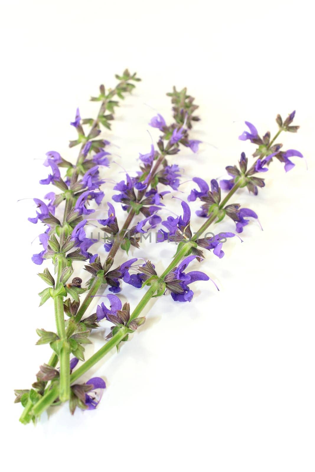 blue sage flowers against a bright background