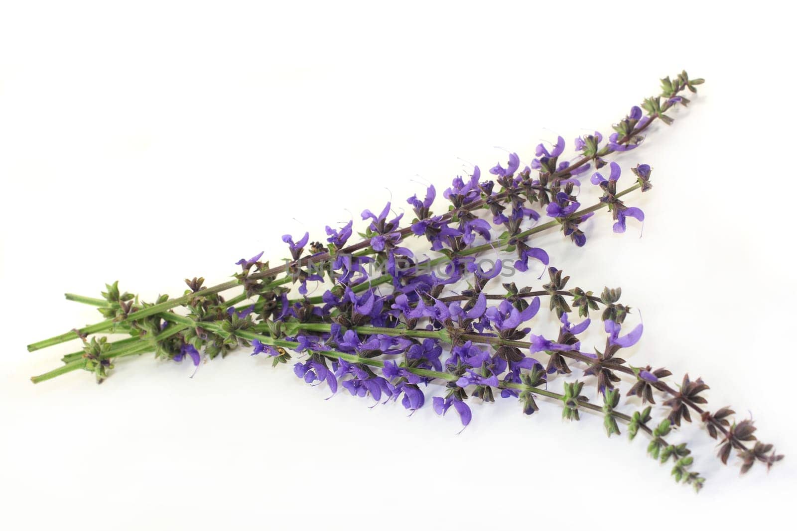 blue sage flowers against a bright background