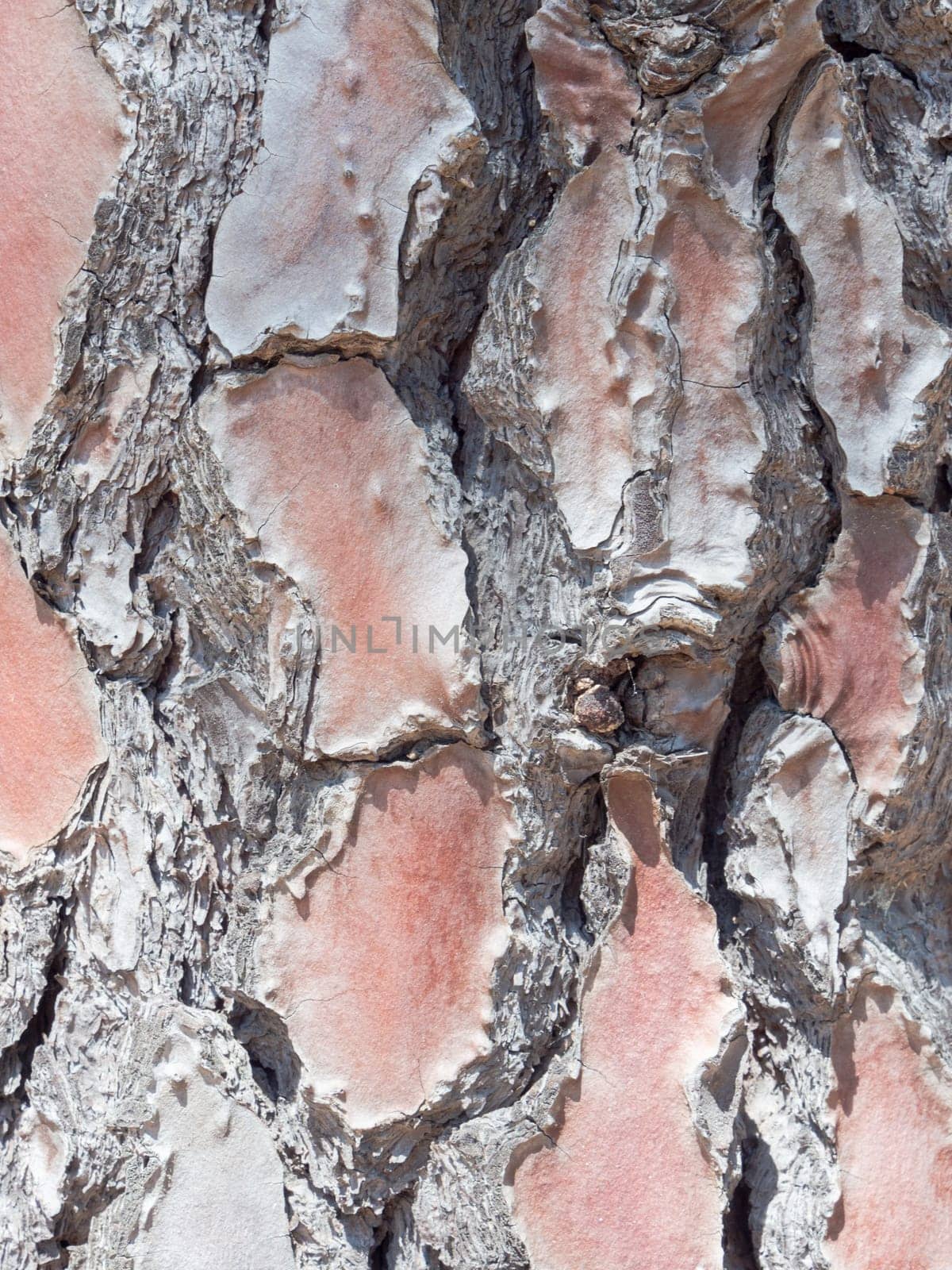 cortex pine close up. Close up image in front of a pine tree.