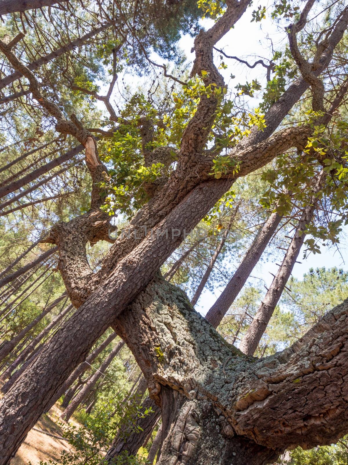 Pine and Cork Oak embrace in the forest