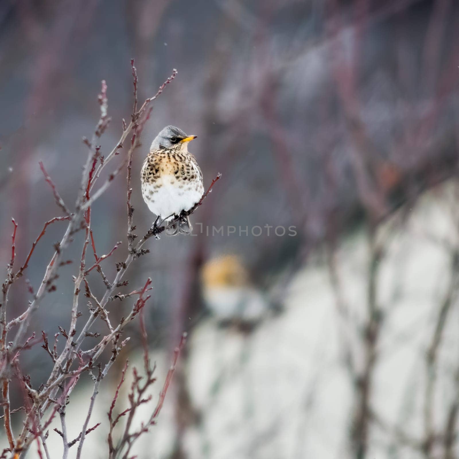 Sing throttle on a branch in winter