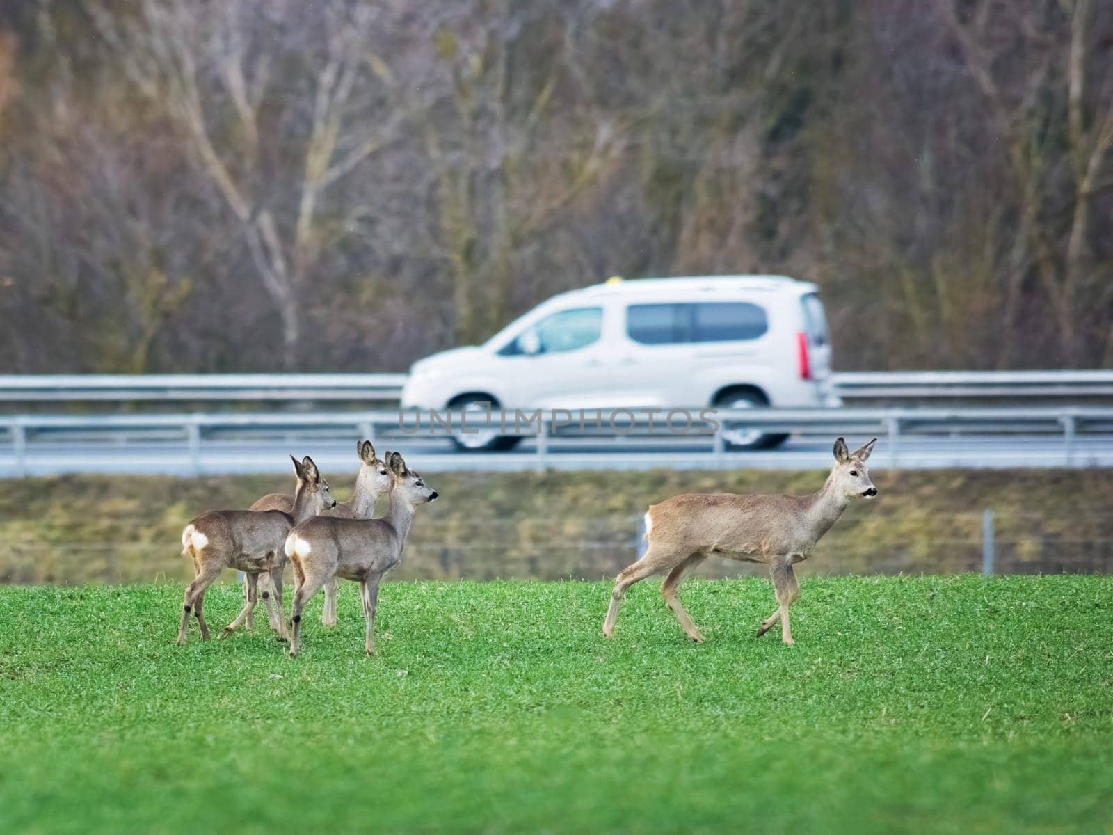 Roe deer and the danger of traffic
