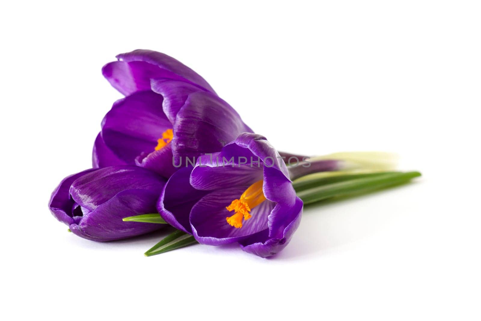 crocus flower on white background - fresh spring flowers
