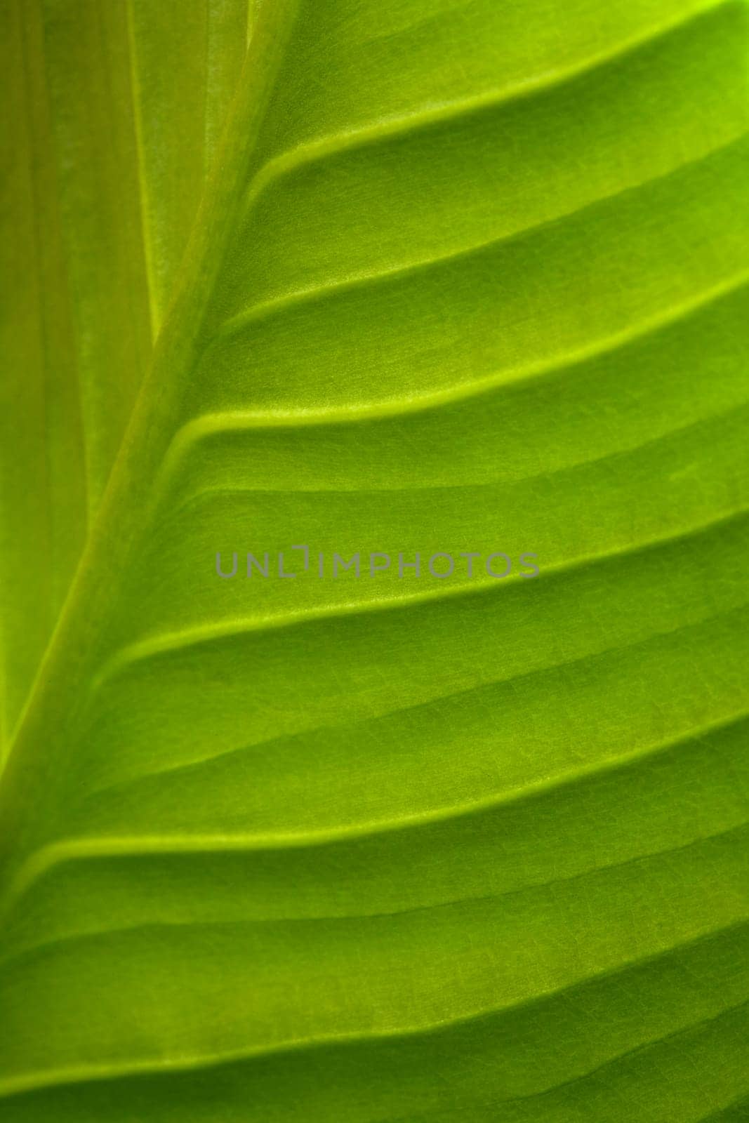 Leaf Pattern