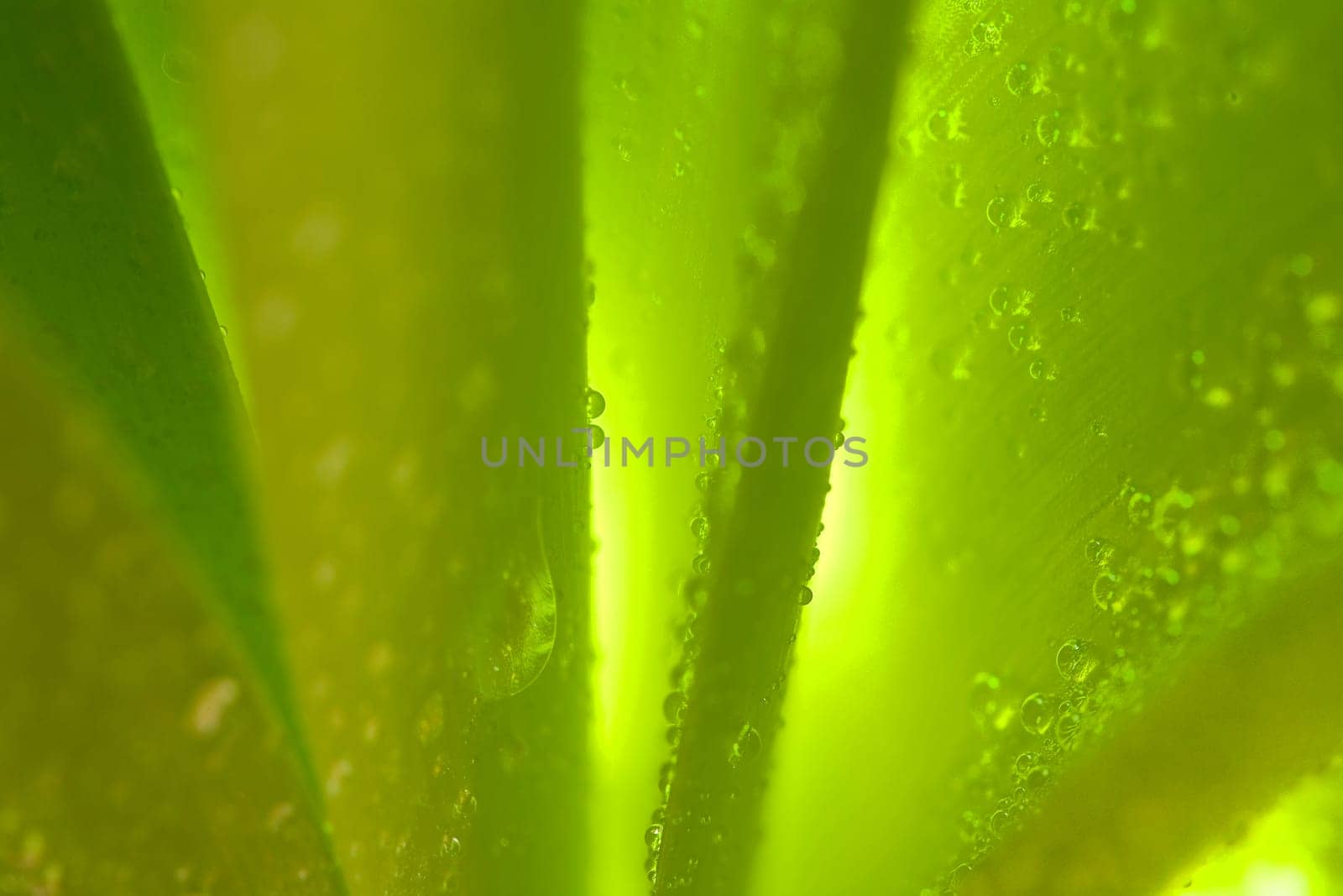 Leaves