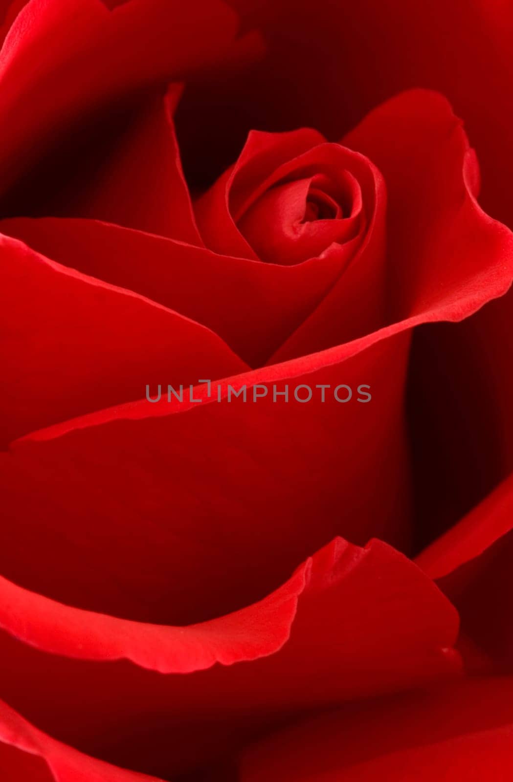 Red Roses