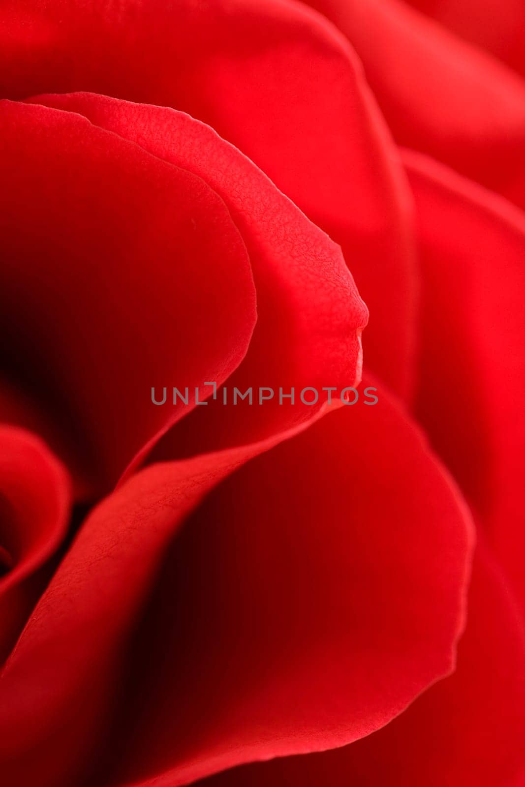 Red Roses